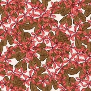 FRANGIPANI PLUMERIA TROPICAL HAWAIIAN FLOWERS : PINK: BROWN : WHITE : X SMALL