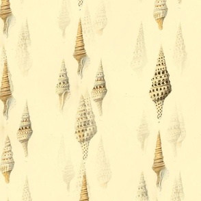 seahells beach sand design shells