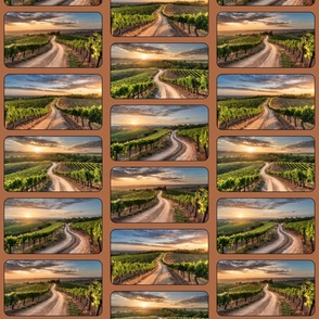 Tuscany postcards with grape vineyards at sunset