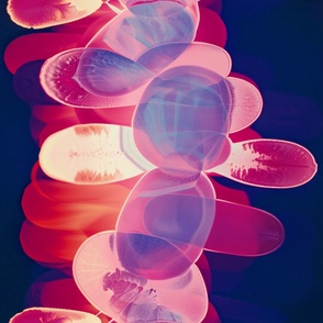 abstract botanical alternative photography process illustration with red and magenta and blue_161