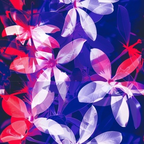 abstract botanical alternative photography process illustration with red and magenta and blue_178