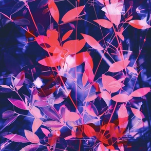 abstract botanical alternative photography process illustration with red and magenta and blue_139