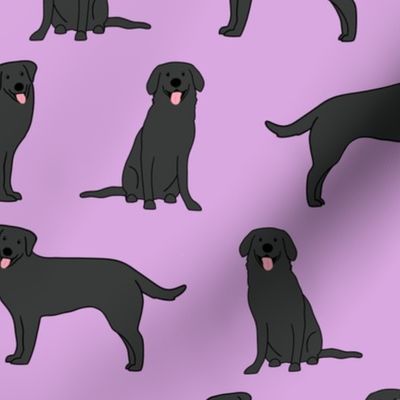 black lab  on lilac 44