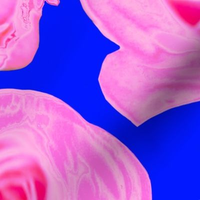 Beautiful Pink Rose Photography on Blue Background