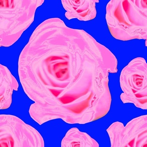 Beautiful Pink Rose Photography on Blue Background