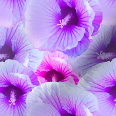 Lilac Pink Hibiscus Photography / Floral Photography / Tropical Floral Photography - Medium Scale