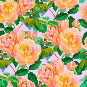 Watercolor Bright Pink and Yellow English Roses on Light Lilac, Hand Drawn, L