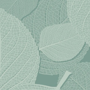 hydrangea leaf