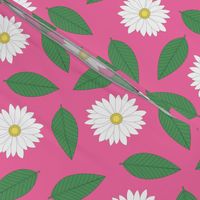 White Daisies with Leaves on Pink