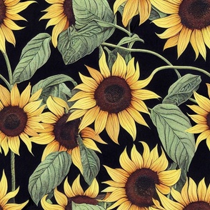 Sunflower,summer,dark background 
