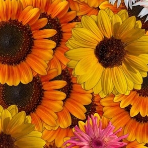 Large Sunflowers, Zinnias, Calendula Flowers