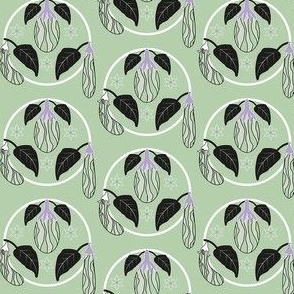 Zebra aubergines_with black leaves and flowers on green 4inch
