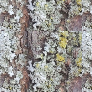 Lichen Bark