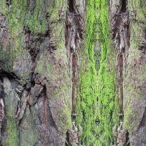 Redwood texture 2