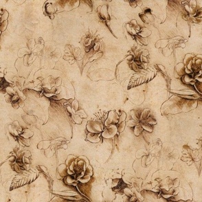 Leonardo da Vinci - Flower Study