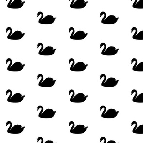 black-swan-on-white