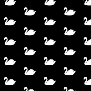 white-swan-on-black