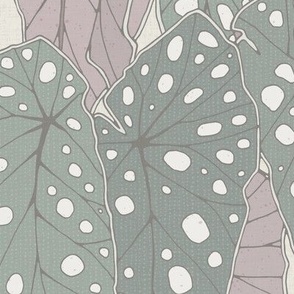 begonia maculata harmony large