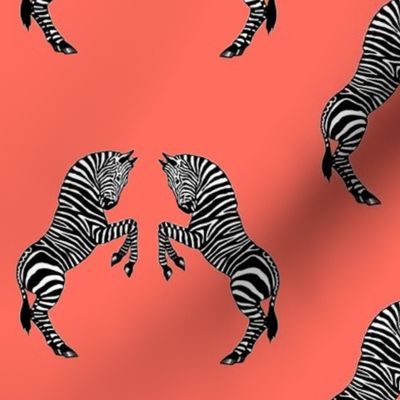 Zebras on Coral