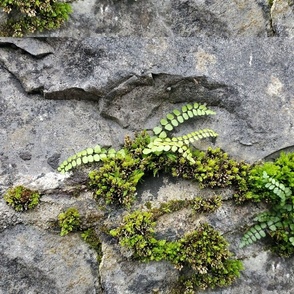 The Fern in the Stone