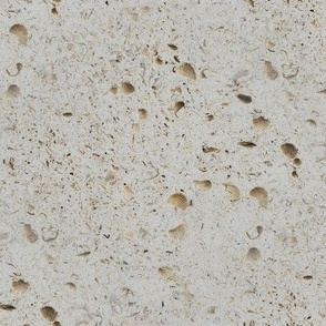 Shells and Limestone Natural Texture