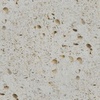 Shells_and_limestone_natural_texture