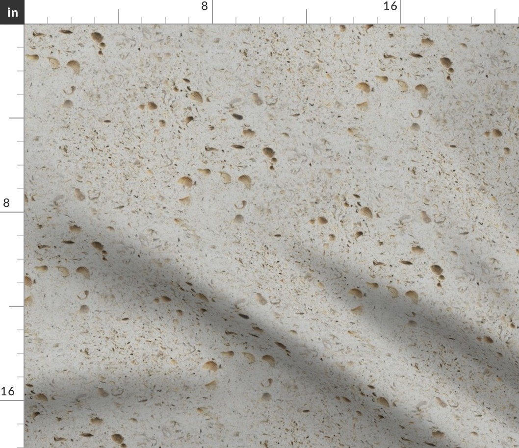 Shells and Limestone Natural Texture