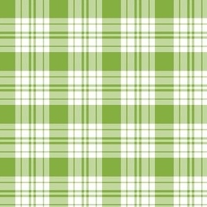 FS Apple Green and White Check Plaid 