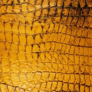 Citrine Yellow Alligator Skin 12