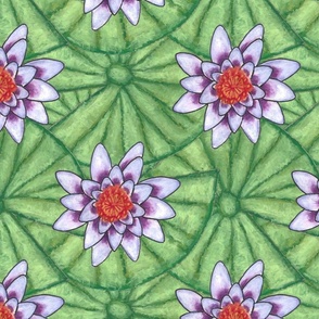 Green Water Lilies and purple Lotus flowers