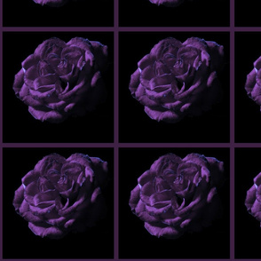 Purple rose