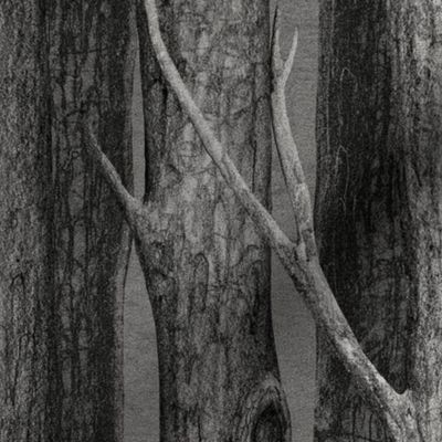 Grayscale Woodland Forest - Gray Tree Trunks & Branches