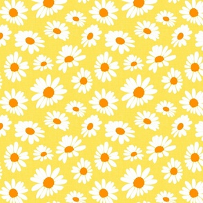 Spring daisies in yellow