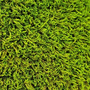 Mossy Green Wall