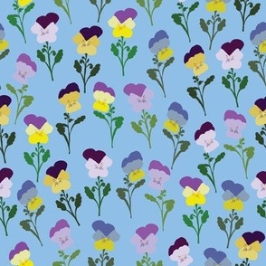 Bright and colourful pansies on blue background, perfect for Spring!