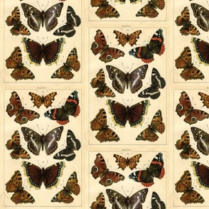 Specimen board of butterflies