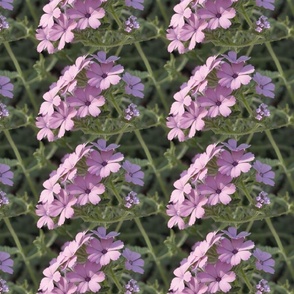 Beauty of Purple Verbenas
