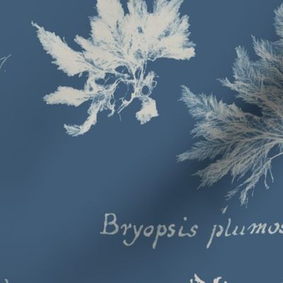 British Algae Cyanotype