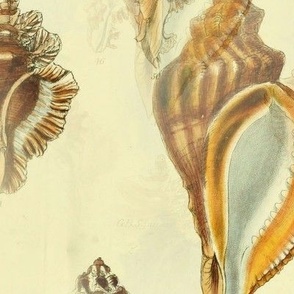 seahells