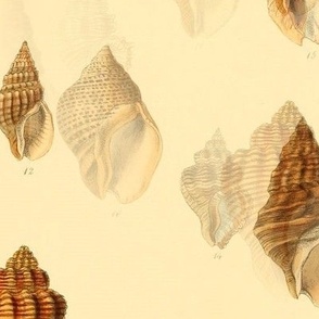 seashells