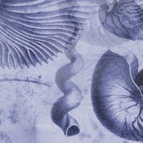 blue seashells underwater design