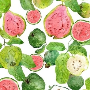 Large / Guava Fruit