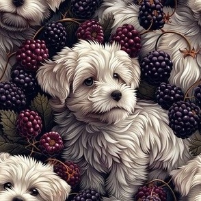 Adorable Maltese Puppies and Blackberries