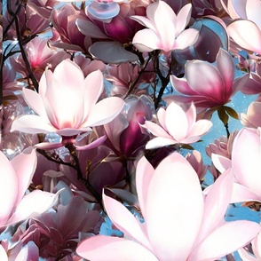  delicate flowers, magnolia, glowing, in the sun, spring, warmth, atmosphere, light