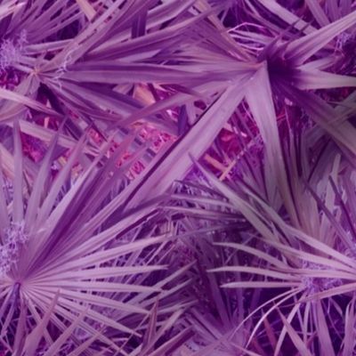 Purple palmetto