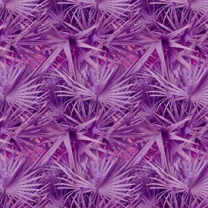Purple palmetto