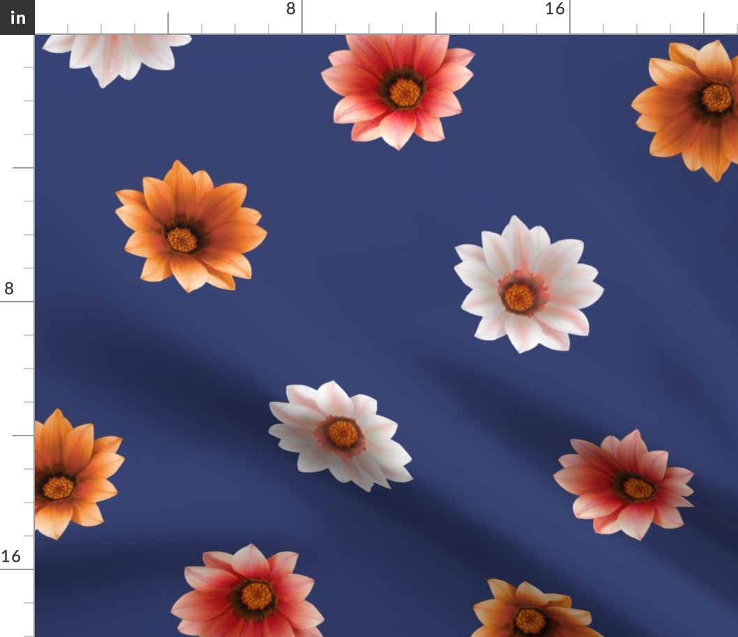 Gazania Spree A on Navy