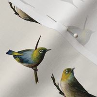 Waxeyes Silvereyes Birds on Beige Cream - Acrylic Hand Painted