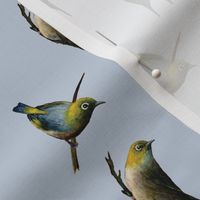 Waxeyes Silvereyes Birds on Serenity Blue- Acrylic Hand Painted