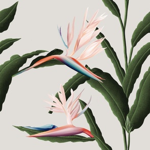 Bird of Paradise  with Flowers and Green Leaves by kedoki on solid background 